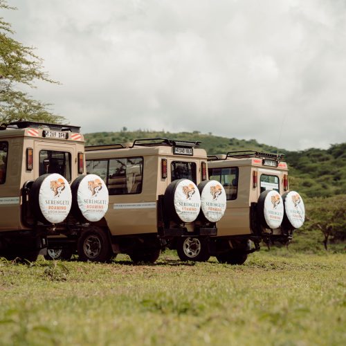 SERENGETI ROAMING AFRICAN SAFARI